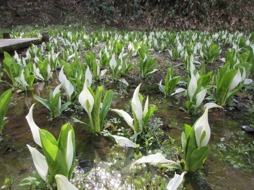 東原自生地のミズバショウ【金沢市】