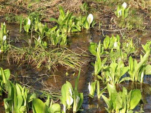 布橋のミズバショウ群生地【小松市】