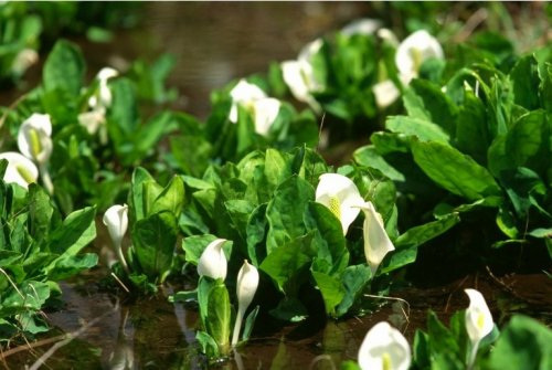 三蛇山のミズバショウ【輪島市】