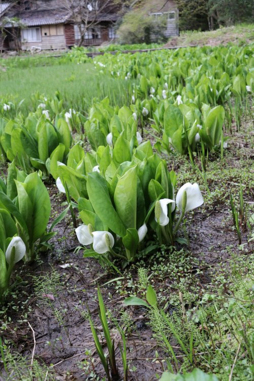 来入寺のミズバショウ【志賀町】