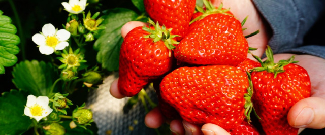 石川県のいちご狩り特集！【2025年～2026年版】