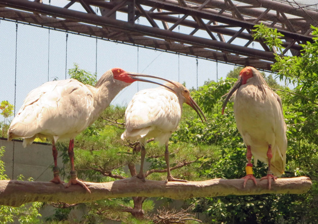 いしかわ動物園のトキ<br>（提供：いしかわ動物園）
