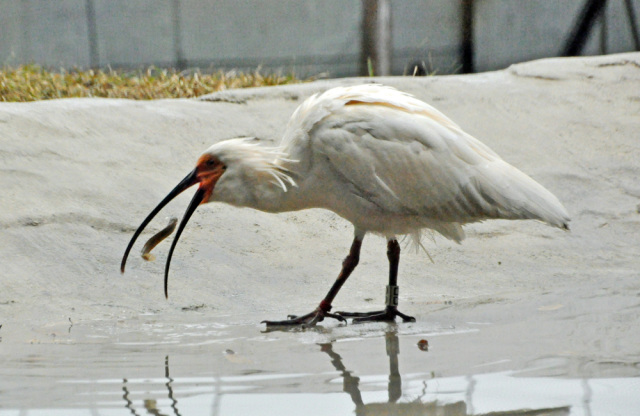 ドジョウを食べるトキ<br>（提供：いしかわ動物園）