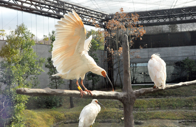 トキ色と呼ばれる淡いピンク色のトキ<br>（提供：いしかわ動物園）