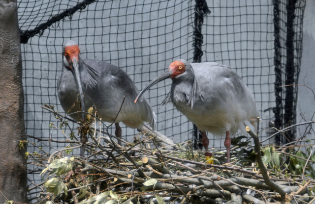繁殖期には灰色になります<br>（提供：いしかわ動物園）