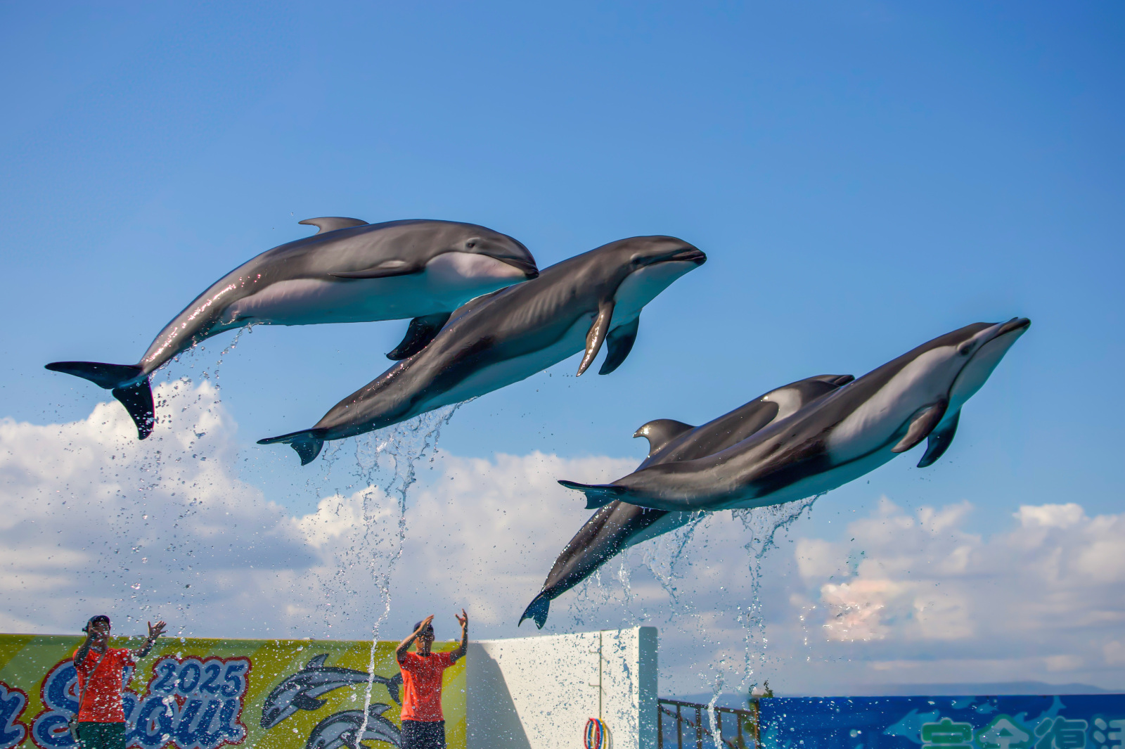 のとじま水族館イルカショー