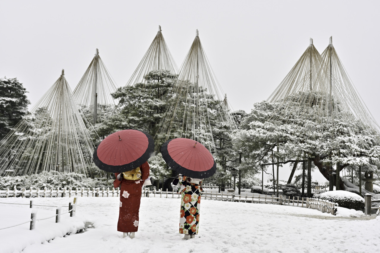 金沢の冬の風物詩、雪吊り。