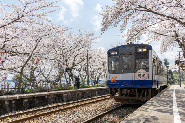 能登のお花見情報!