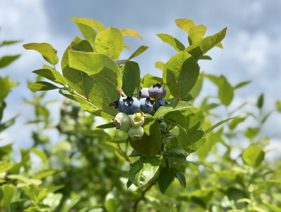 能登町で楽しむ！フルーツ狩り特集♪