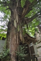 大杉神社のイチョウ