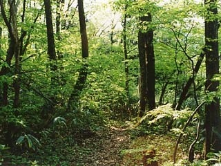 医王山