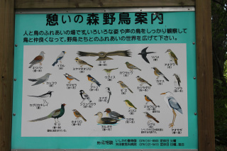 野鳥案内