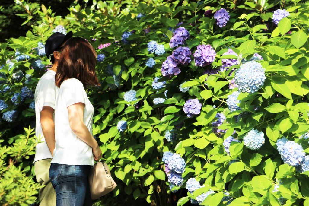 卯辰山公園 花菖蒲園・花木園