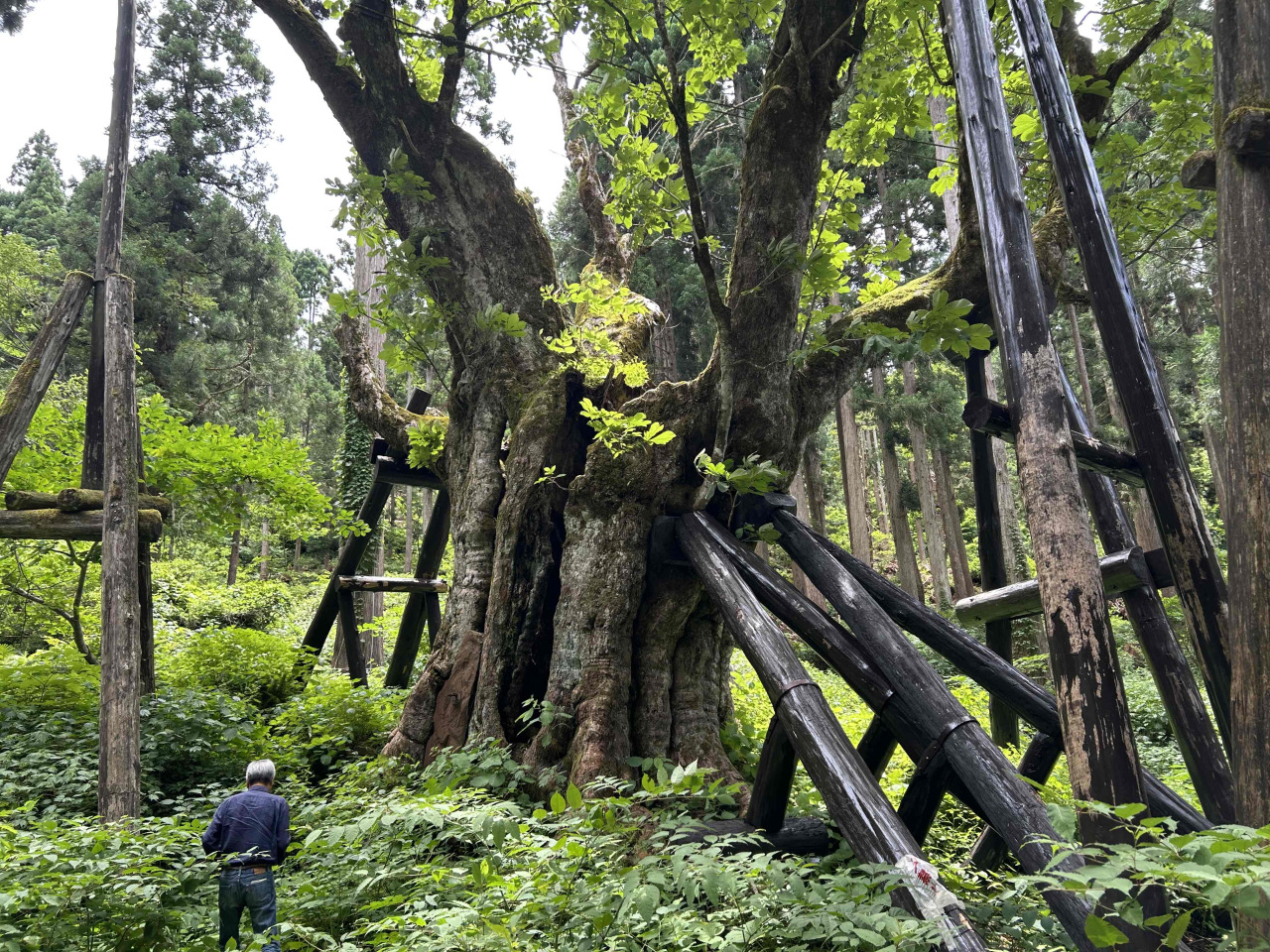 太田の大トチノキ｜スポット｜【公式】石川県の観光/旅行サイト