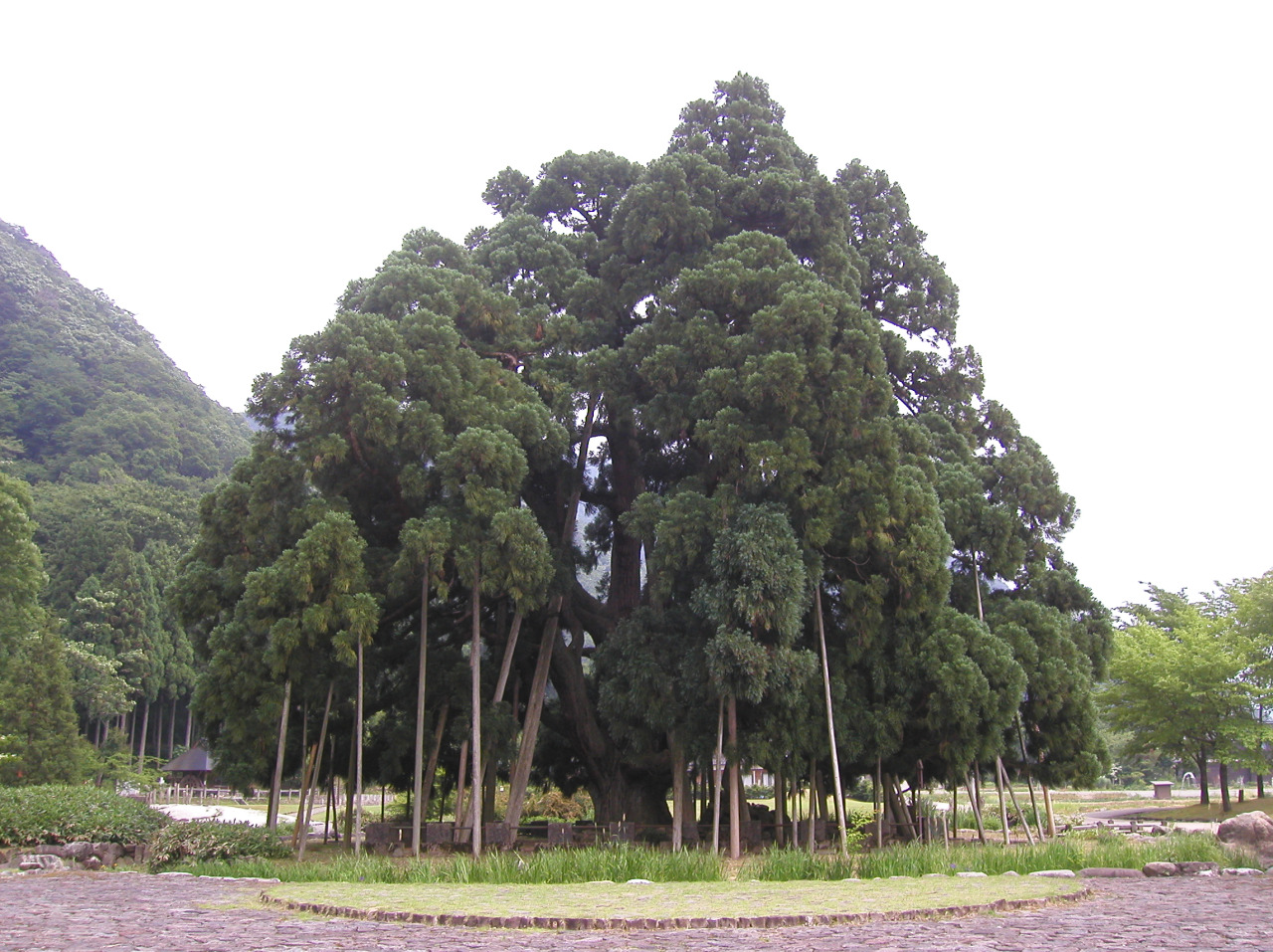 御仏供スギ｜スポット｜【公式】石川県の観光/旅行サイト「ほっと石川