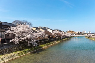 春、浅野川沿いの桜。