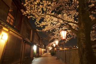 桜が趣ある街並みをつくる春の夜。