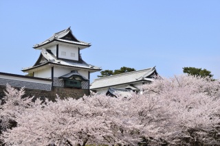 金沢を代表する景観。石川門と桜。