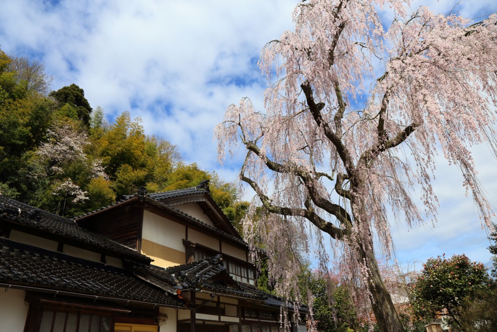 喜多家しだれ桜
