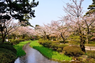 春には曲水をはじめ至る所で桜が見られる。