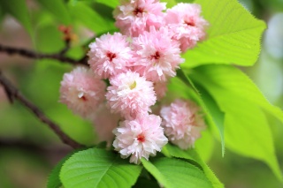 兼六園菊桜は全国でも珍しい品種のため必見。