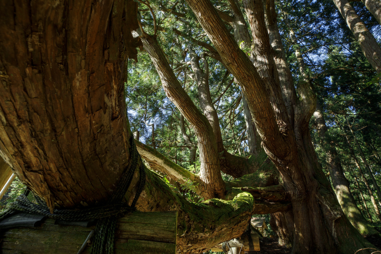 五十谷の大スギ