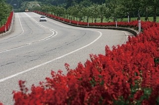 サルビアロード【令和6年能登半島地震の復旧作業によりR8年度は中止】