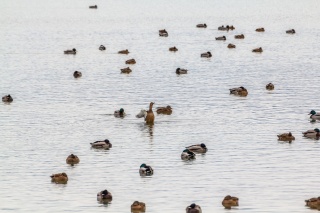 カモの群れ。湖には野鳥も集まります。