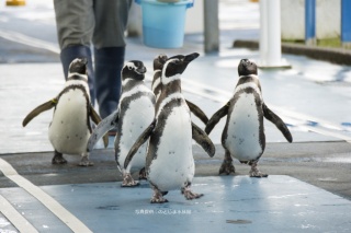 心が和むペンギンのお散歩タイム。