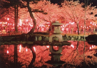 芦城公園　夜桜（写真提供：こまつ観光物産ネットワーク）