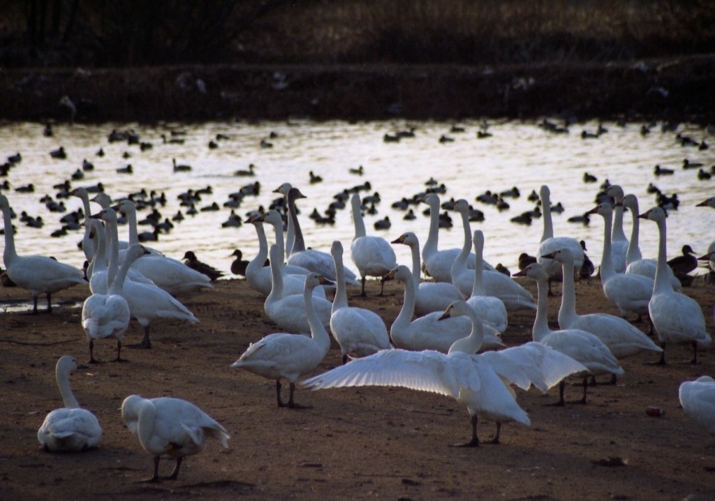 白鳥の里(邑知潟)
