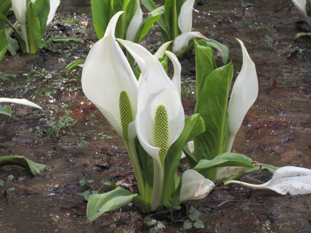 東原のみずばしょう自生地