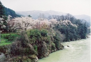 古宮公園のサクラ