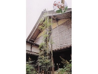妙法輪寺のナンテン（県指定天然記念物）