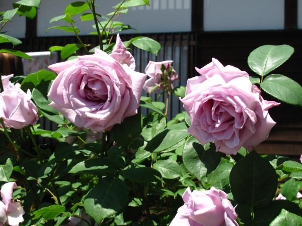 大津峰山 大光寺(バラ観音)