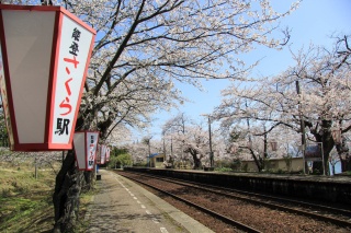 ホーム沿いの木々が生み出す桜のトンネル。