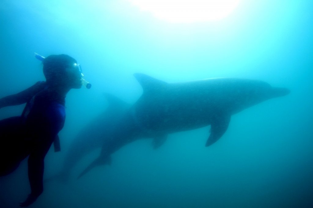 ドルフィンスマイル