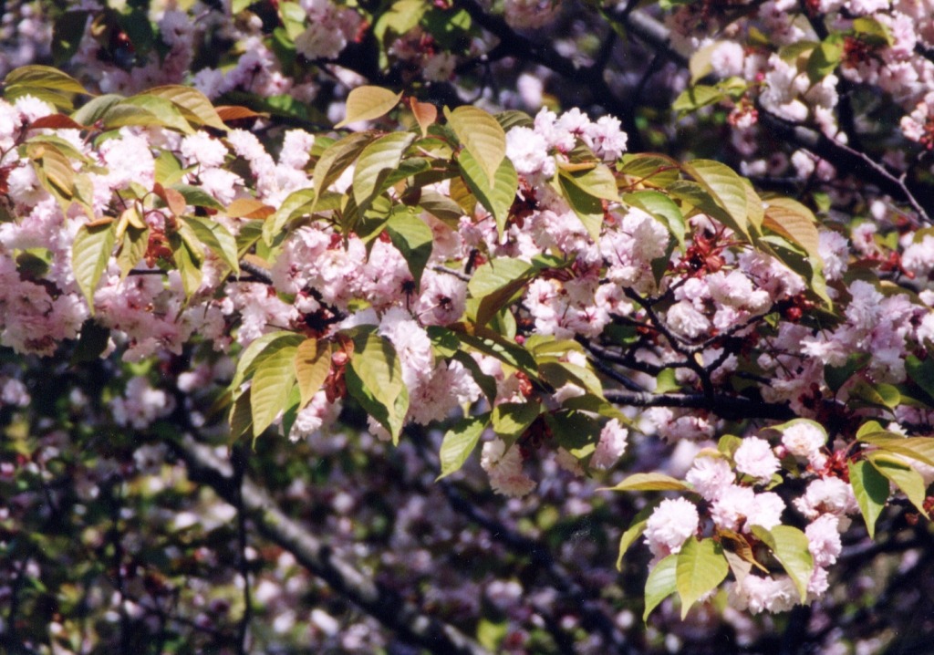 アギシコギクザクラ(阿岸本誓寺) ※令和6年能登半島地震の影響で拝観停止中