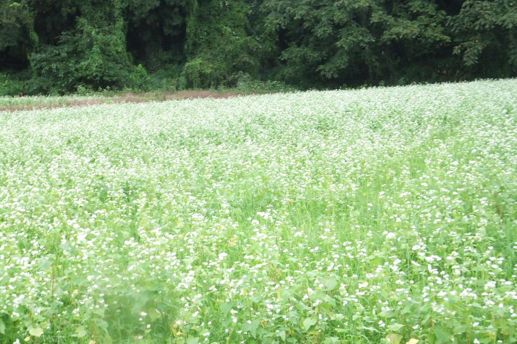 白山鳥越そば畑