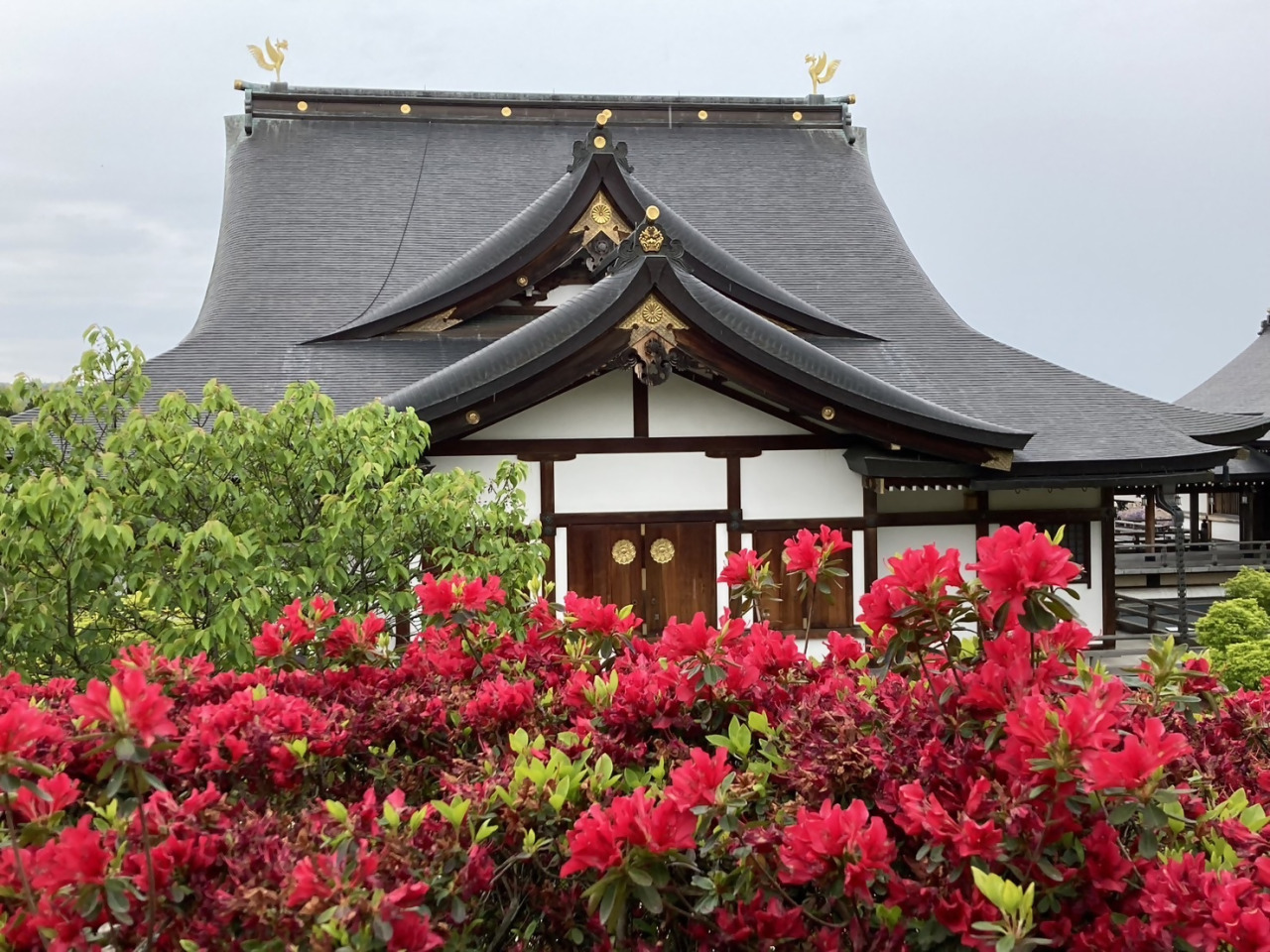 加賀百万石ウォーク】花の寺俱利迦羅不動寺 西之坊鳳凰殿と竹橋宿を