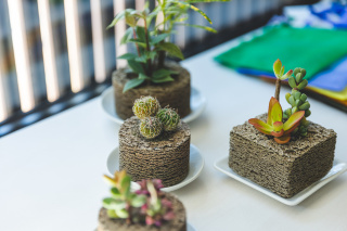 Buddy「人と植物が良き相棒になれるように」の想いから生まれた植彩インテリア