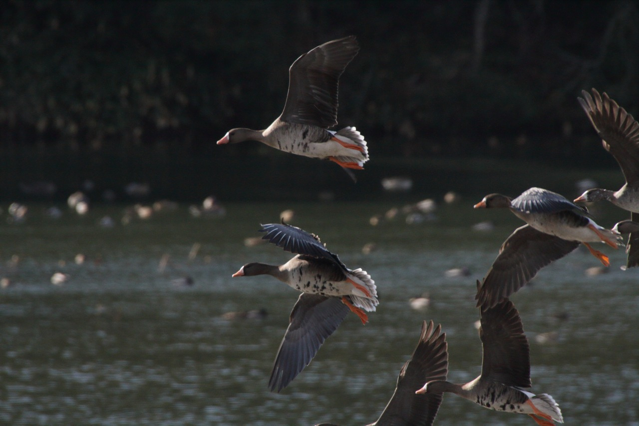 ガンの飛び立ちを見よう～鴨池観察館～