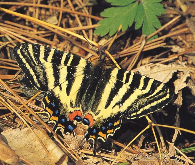 【小松市立博物館】春の生き物観察会