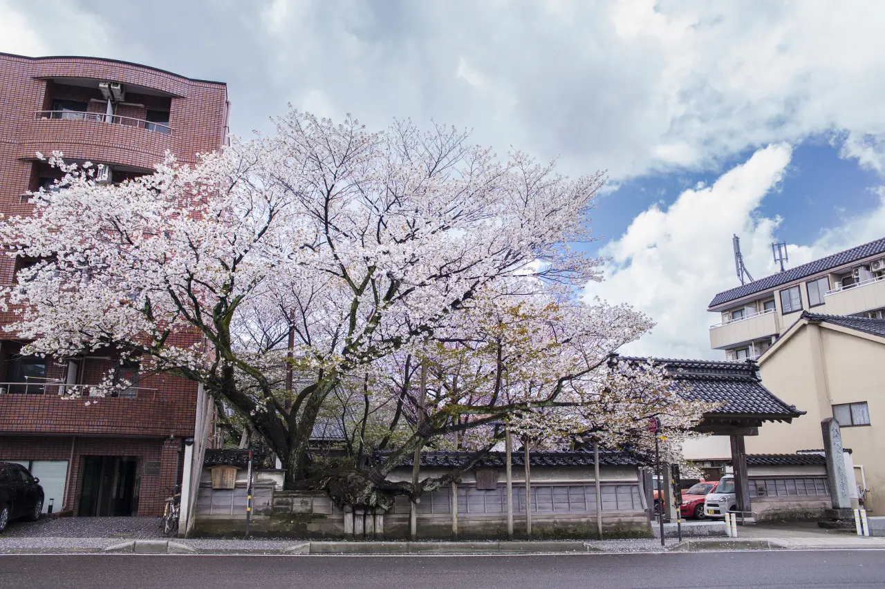 寺町寺院群のイメージ